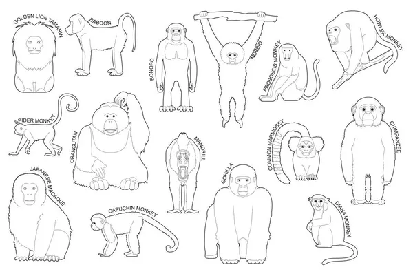 Primate Monkey Set Különböző Típusú Határozza Rajzfilm Vektor Fekete Fehér — Stock Vector