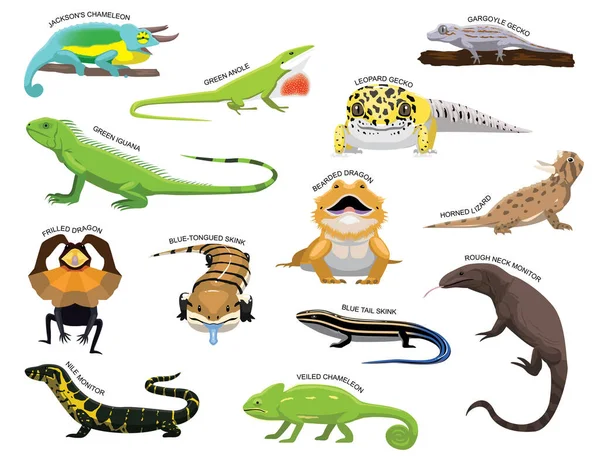 Cute Various Lizards Cartoon Vector Illustration Set Identify — 스톡 벡터