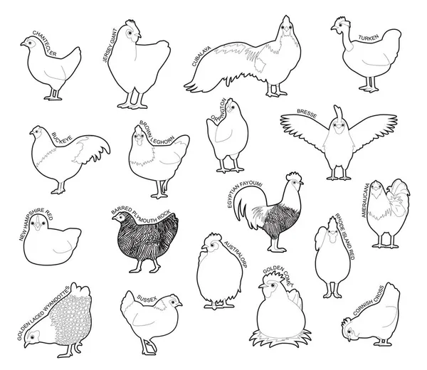 Chicken Set Various Kind Identify Cartoon Vector Black White — Stock Vector