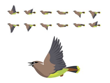 Animasyon Cedar Waxwing Uçan Şirin Çizgi Film Vektörü İllüstrasyonu