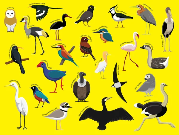 Afrikanische Vögel Mit Namen Cartoon Character Set — Stockvektor