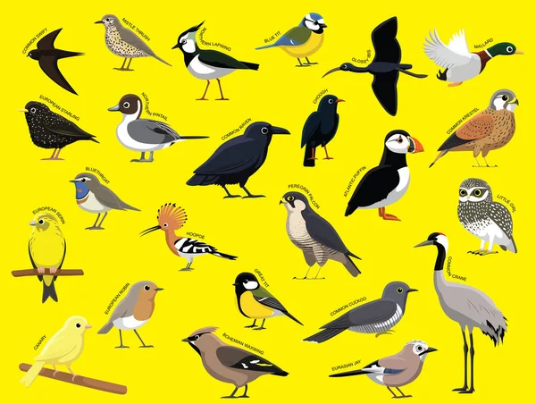 Europejskie Ptaki Nazwą Zestaw Znaków Kreskówki — Wektor stockowy