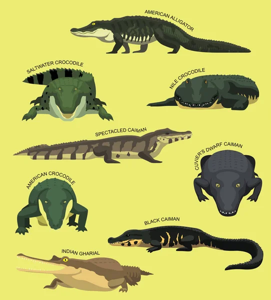 Crocodile Set Names Cartoon Vector Illustration — Stock Vector