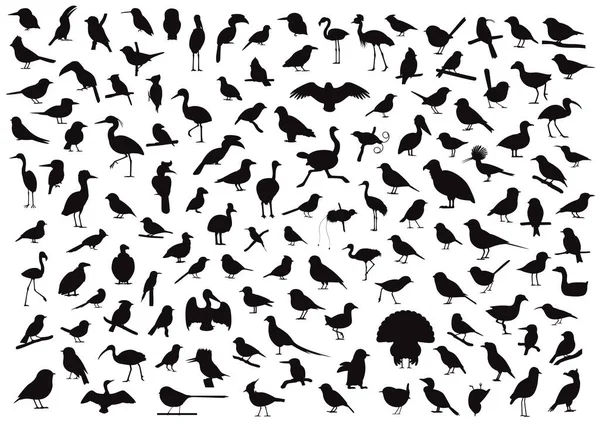 Various Bird Silhouettes Character Cartoon Vector Illustration — Stok Vektör