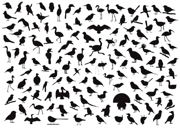 Various Bird Silhouettes Character Cartoon Vector Illustration — стоковый вектор