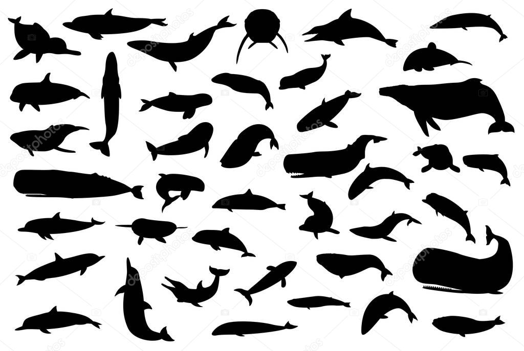 Various Whales and Dolphins Silhouettes Vector Illustration