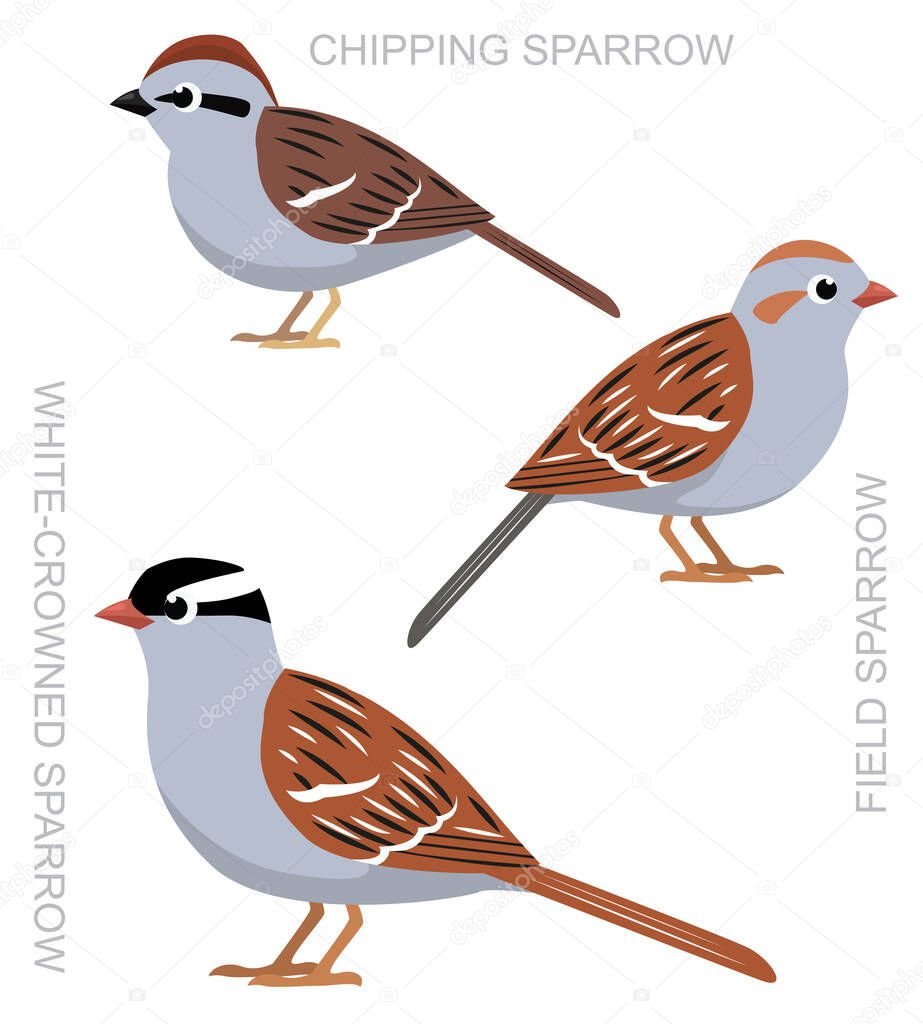 Cute Bird Chipping Sparrow Set Cartoon Vector