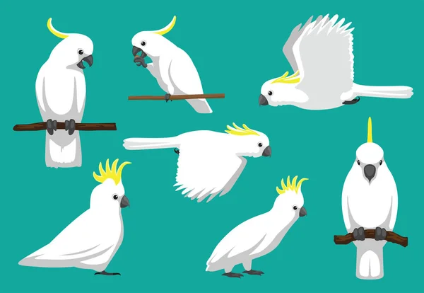 Zwierzęcy Ptak Kreskówki Papuga Siarka Crested Cockatoo Wektor Ilustracji — Wektor stockowy