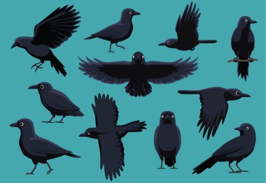 Crow Çeşitli Pozisyonlar Şirin Çizgi Film Vektör İllüstrasyonu