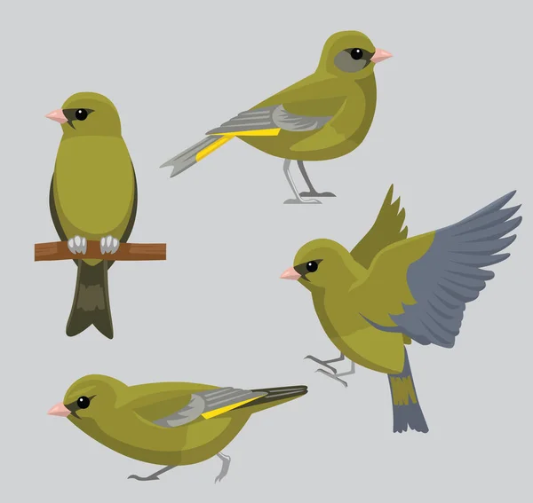 Animal Bird European Greenfinch Poses Vector Dibujos Animados — Vector de stock