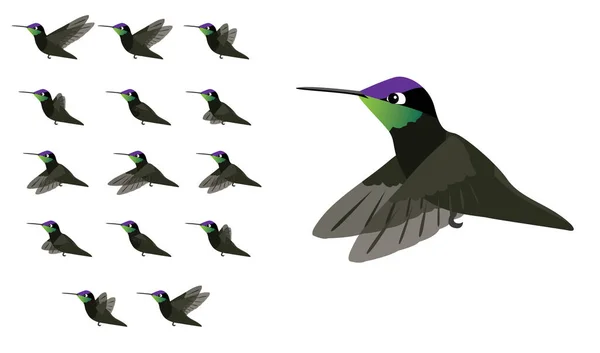 Animation Ζώων Ακολουθία Πουλιών Πετώντας Υπέροχο Hummingbird Cartoon Vector — Διανυσματικό Αρχείο