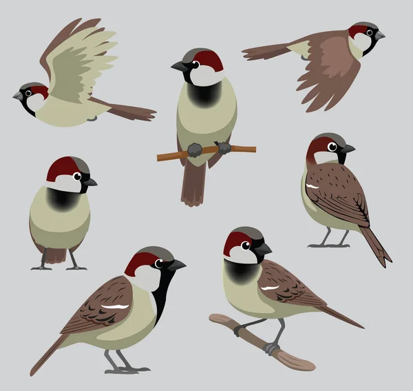 Animal Bird House Sparrow Poses Cartoon Vector — Stockvector