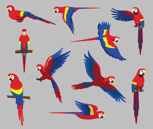 卡通卡通片Scarlet Macaw Cute各种泊位卡通矢量图解 — 图库矢量图片