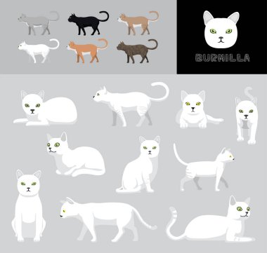 Kedi Burmilla Çizgi Film Vektör Resimlendirme Renk Değişikliği Ayarları