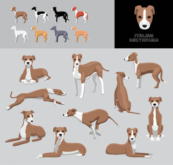 Cão Italiano Greyhound Cartoon Vector Ilustração Cor Variação Set —  Vetores de Stock