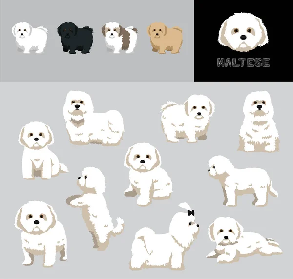Dog Maltese การ นเวกเตอร ภาพประกอบส — ภาพเวกเตอร์สต็อก