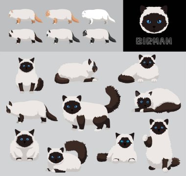 Kedi Birman Çizgi Filmi Vektör Resimleri Renk Değişikliği Ayarları