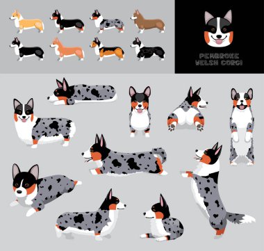 Dog Pembroke Galsh Corgi Blue Merle Bronz Ceket Çizgi Film Çizgi Filmi Renk Çeşitlemesi