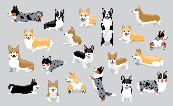 Pembroke Welsh Corgi อโค างๆ โพสการ นเวกเตอร ภาพประกอบ — ภาพเวกเตอร์สต็อก