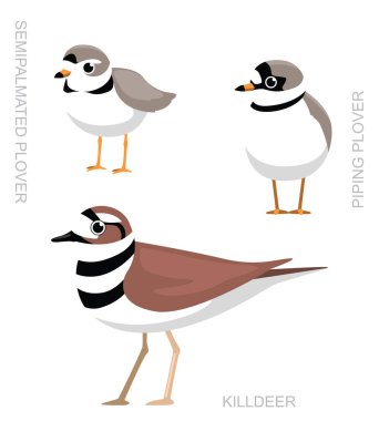 Cute Bird Plover Killdeer Set Cartoon Vector clipart