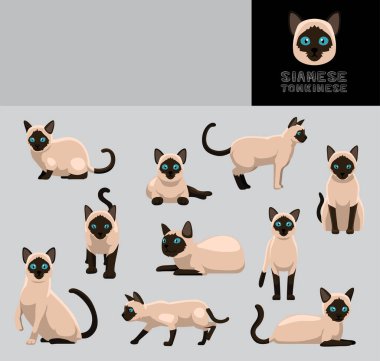 Kedi Siyam Tonkinisi Çizgi Film Vektör Resimlendirme Renk Değişikliği Ayarları