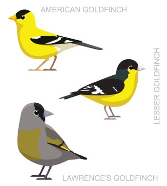 Şirin Amerikan Goldfinch Set Çizgi Film Vektörü