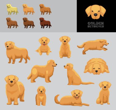 Köpek Golden Retriever Çizgi Film Vektör Resimleri Renk Değişikliği Ayarları