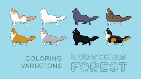 Cat Norwegian Forest Coloring Variations Vector Illustration — Stock vektor