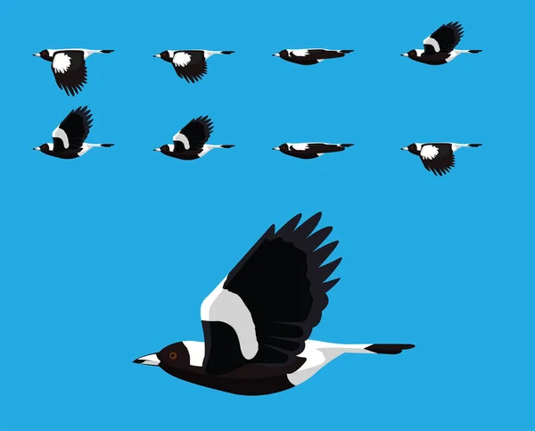 Bird Australian Magpie Flying Cartoon Vector Animation Frame — ストックベクタ