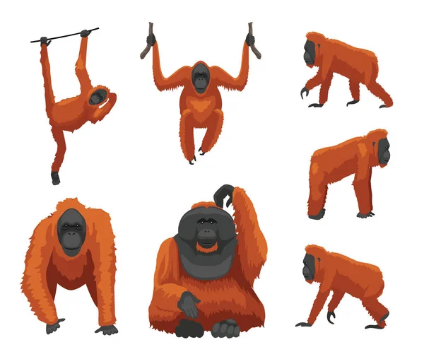 Примат Обезьяны Орангутан Различные Позы Милые Векторные Иллюстрации Мультфильма — стоковый вектор