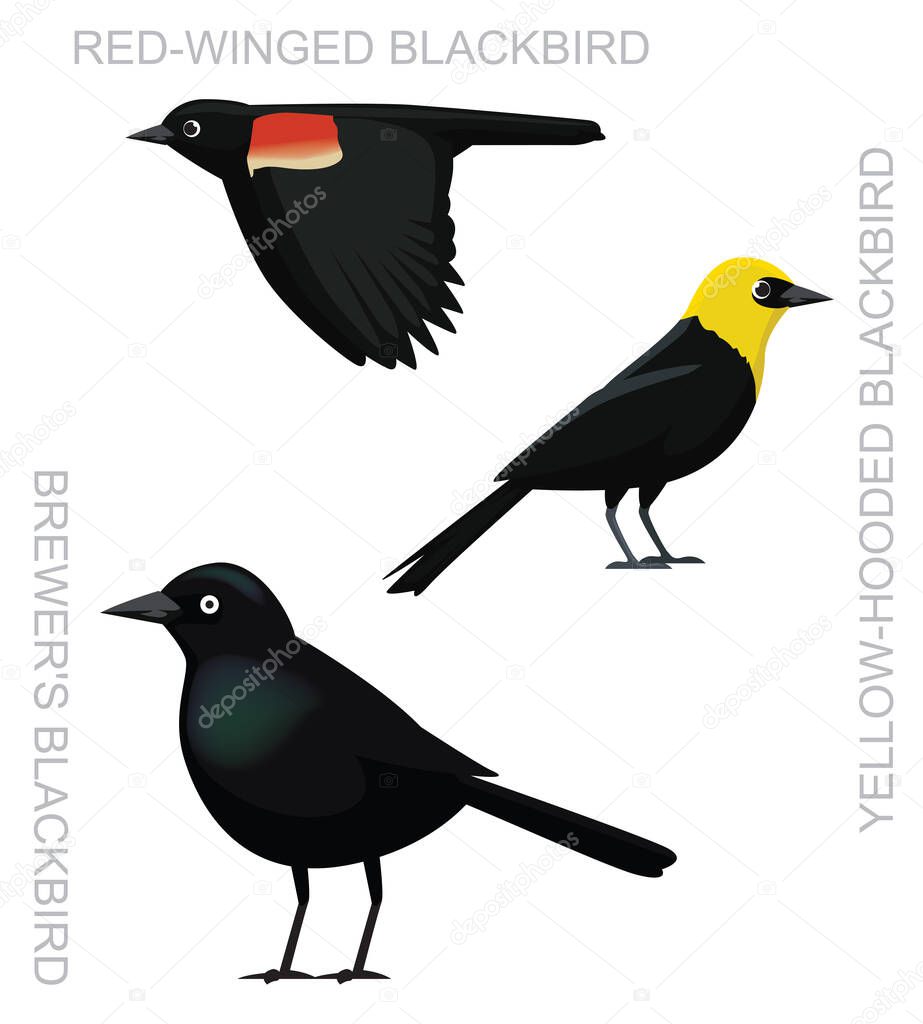 Cute Bird Blackbird Set Cartoon Vector