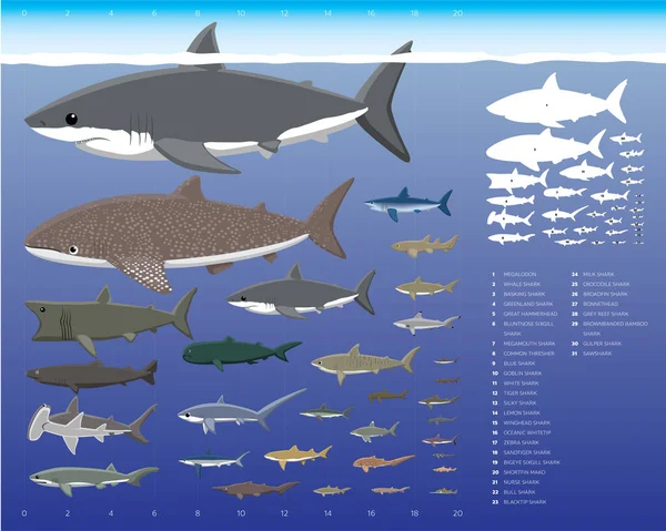 Shark Sizes Comparisons Cartoon Vector Illustration Set