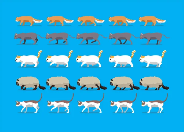 Animal Animation Sequence Cat Laperm Korat Exotic Shorthair Ragdoll Cornish — Vetor de Stock