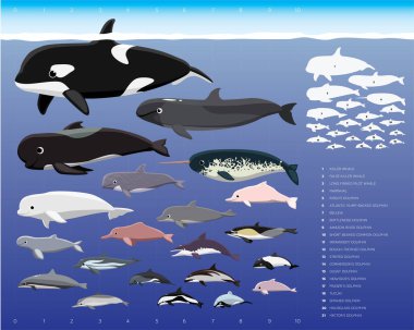 Dolphin Sizes Comparisons Cartoon Vector Illustration Set