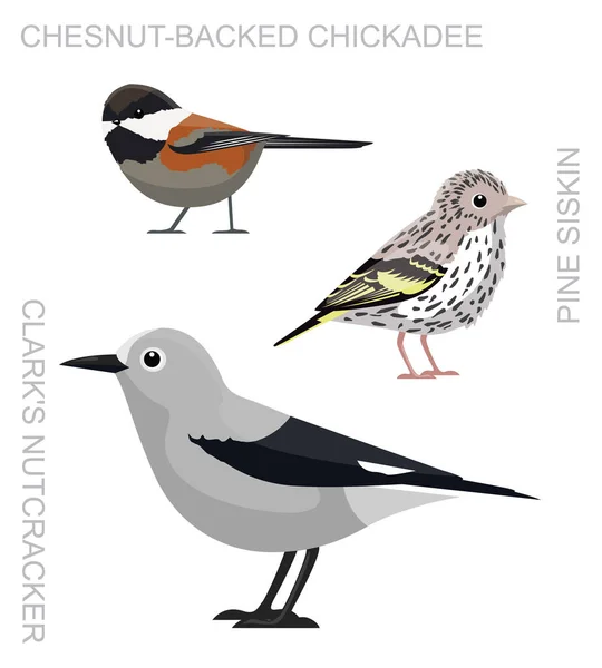 Cute Bird Pine Siskin Clark Nutcracker Ensemble Mésange Dos Châtaignier — Image vectorielle