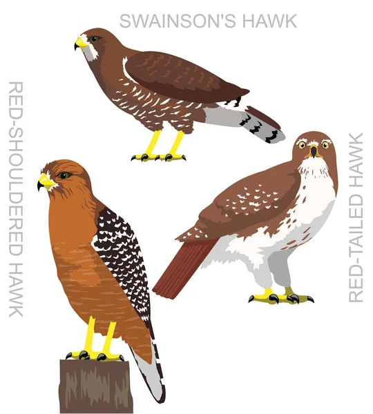 Aranyos Madár Sólyom Vörös Farkú Hawk Készlet Rajzfilm Vektor — Stock Vector