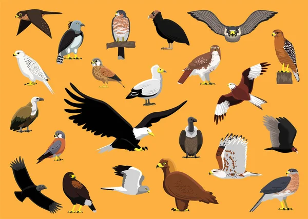 Bird Prey Characters Hawk Eagle Vulture Falcon Cartoon Vector Illustration — Stock Vector