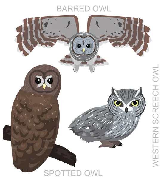 Cute Bird Spotted Owl Barred Screech Set Cartoon Vector — Stock Vector