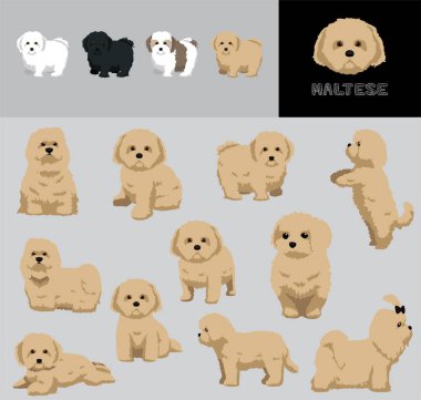 Köpek Malta Kahverengi Saç Çizgi Filmi Vektör Resimleri Renk Değişikliği Ayarları