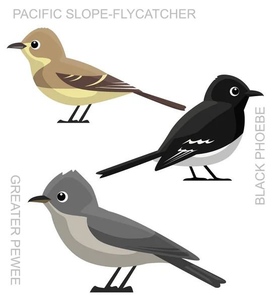 Cute Bird Flycatcher Phoebe Pewee Set Vector Dibujos Animados — Vector de stock