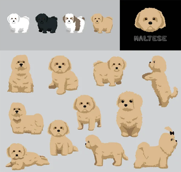 Dog Maltese Brown Hair การ นเวกเตอร ภาพประกอบช ดการเปล ยนแปลงส — ภาพเวกเตอร์สต็อก