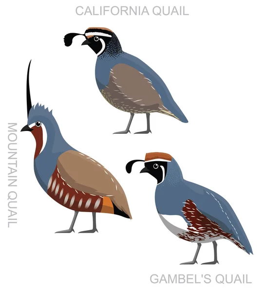Carino Uccello California Quaglia Set Cartone Animato Vettoriale — Vettoriale Stock
