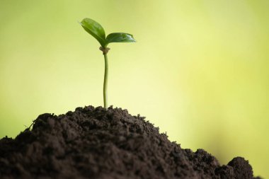 Yeşil yapraklı küçük ağaçlar, doğal büyüme ve güneş ışığı, tarım ve sürdürülebilir bitki büyümesi kavramı.