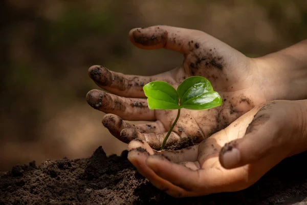 Mão Segurando Verde Broto Planta Árvore Jovem Que Cresce Partir — Fotografia de Stock