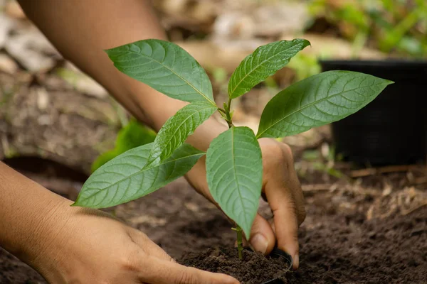 Hender Som Holder Pleier Grønn Ung Plantasje Mitragyna Speciosa Plante – stockfoto