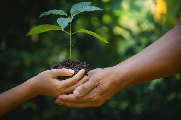 Duas Mãos Segurando Cuidando Uma Planta Jovem Verde Mitragyna Speciosa — Fotografia de Stock