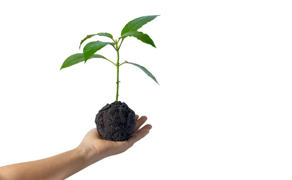 Mão Segurando Planta Jovem Crescendo Solo Isolado Fundo Branco — Fotografia de Stock