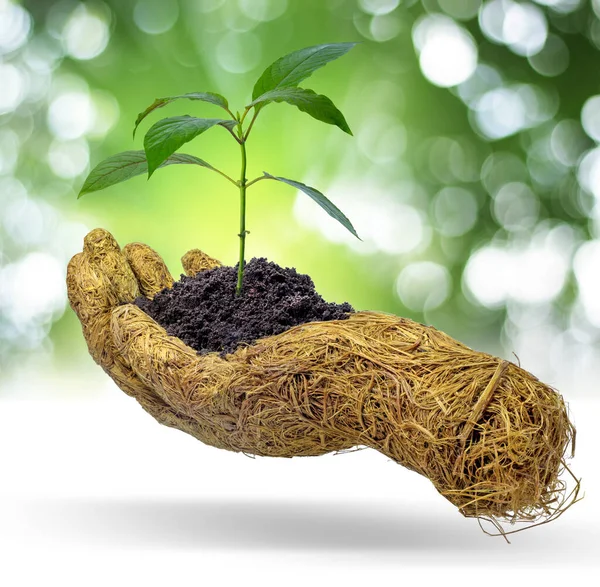Mão Madeira Segurando Planta Jovem Isolado Natureza Bokeh Fundo — Fotografia de Stock