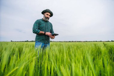 Büyüyen buğday tarlasında dikilirken dijital tablet kullanan çiftçi.