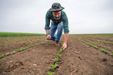 Büyüyen soya tarlasında dikilirken dijital tablet kullanan çiftçi.